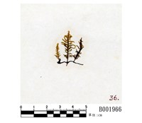 藏品(爪哇雀尾苔)的圖片